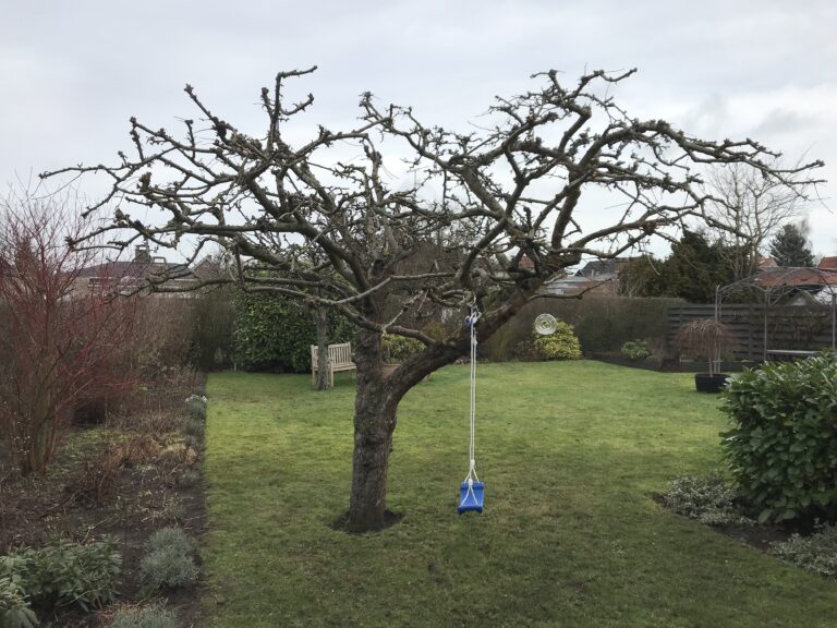 Ældre frugttræ i have, en gynge på en af de større grene