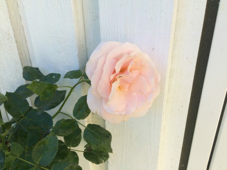 Lyserød rose i have plantet op af et nyanlagt stakit