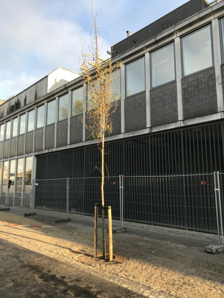 Træ foran virksomhed Beplantning 6 Scaled