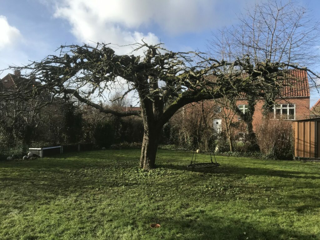 Beskaering Aeble 3 Scaled