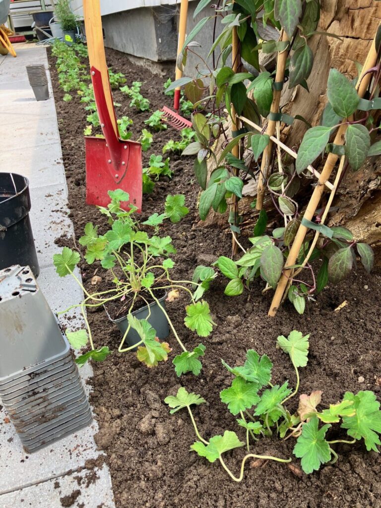 2025 10 beplantning IMG