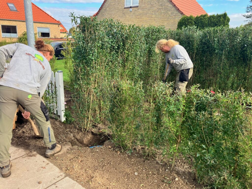 2025 10 beplantning IMG