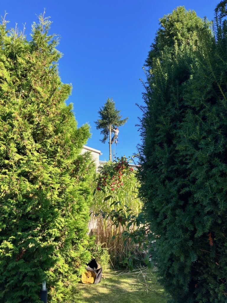 2025 10 traefaeldning IMG