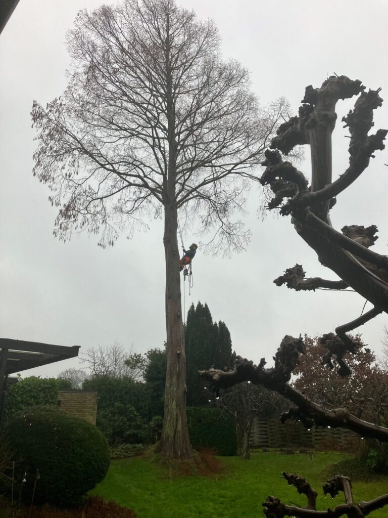 2025 10 traefaeldning IMG