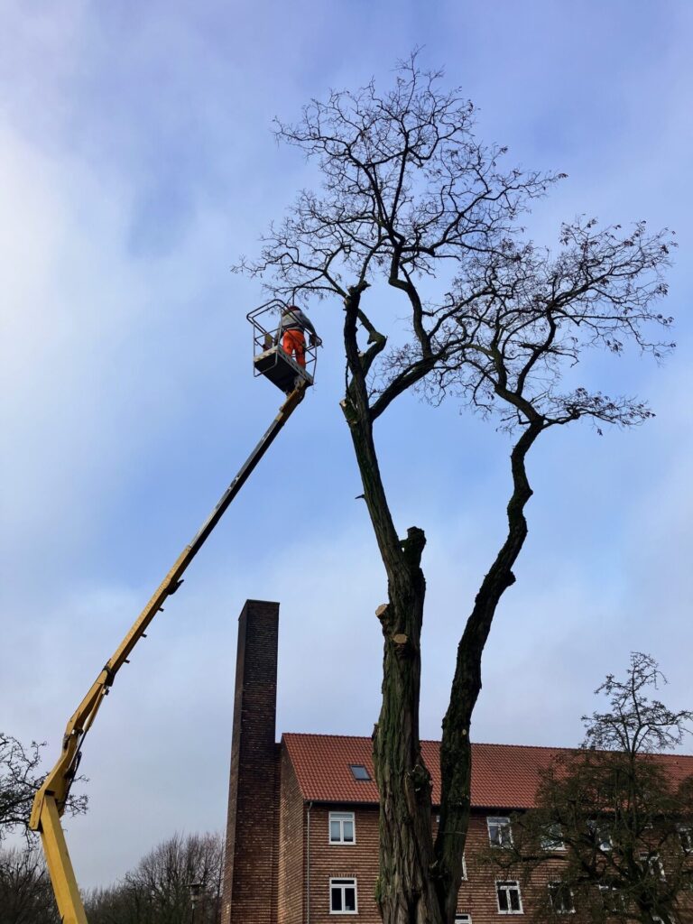 2025 10 traefaeldning IMG