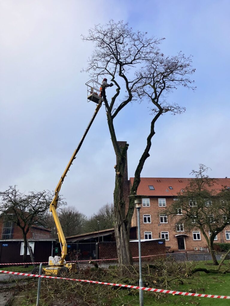 2025 10 traefaeldning IMG