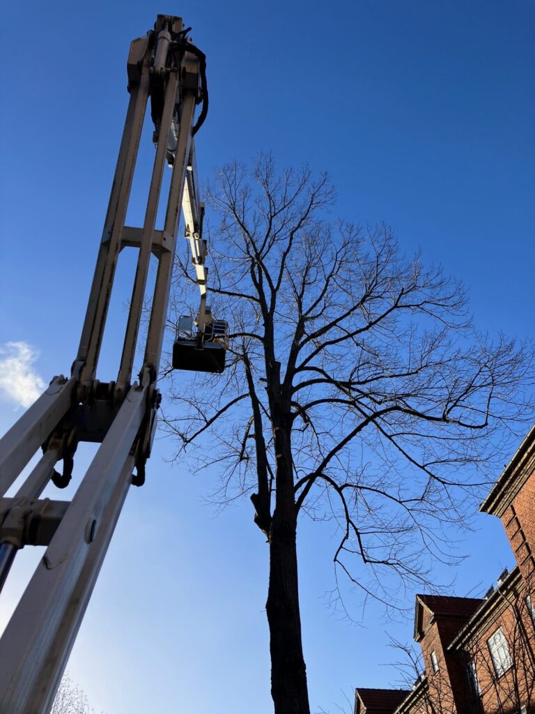 2025 10 traefaeldning IMG